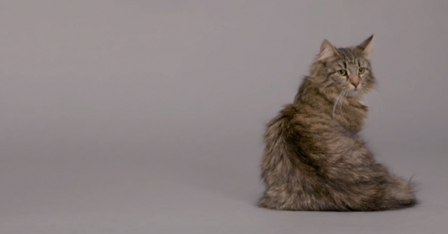 "Pametna" ogrlica maèkama daje ljudski glas