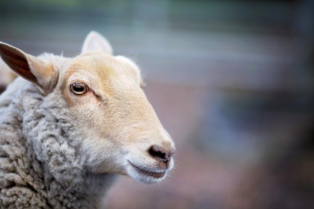 Ovca se vozi u autobusu po Novom Beogradu (FOTO)