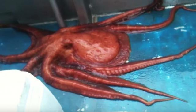 Ogromna hobotnica se provlaèi kroz malenu rupu (VIDEO)