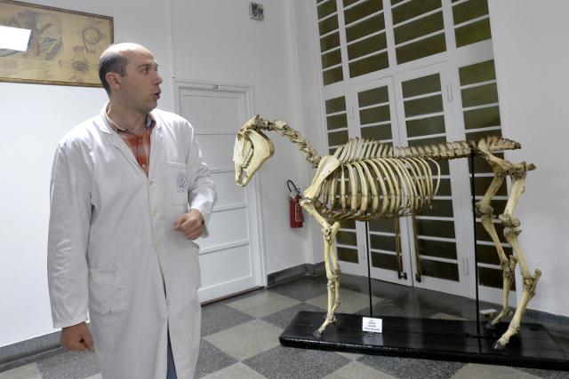 Konji koji su prešli Albaniju i ostala blaga Anatomskog muzeja