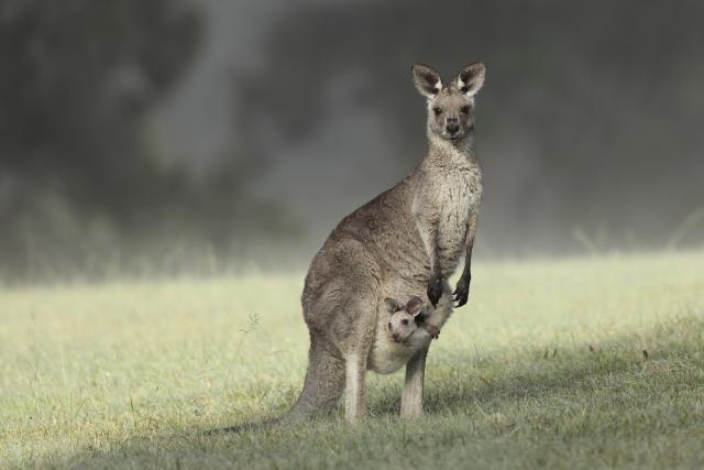 U jagodinski zoo-vrt stigli kenguri