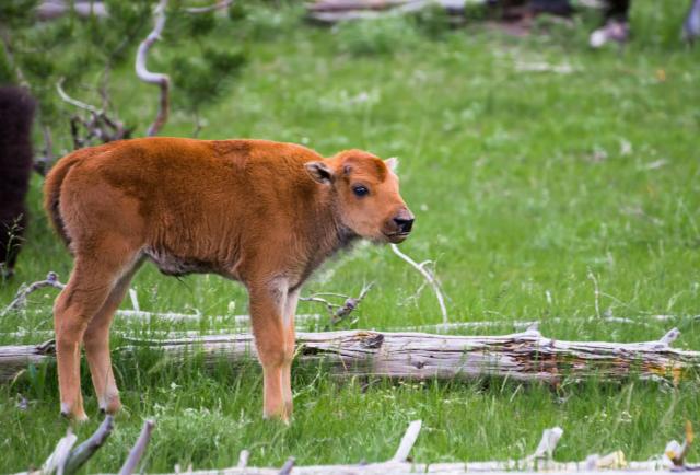 Beba bizona uspavana jer su je turisti ubacili u kombi