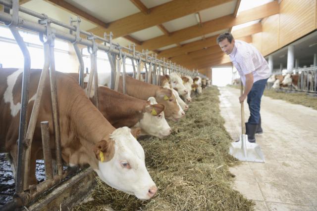 Kinezi u Srbiji: Nići će farma za 50.000 goveda