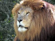 Èile: Ubili lavove da bi spasli samoubicu