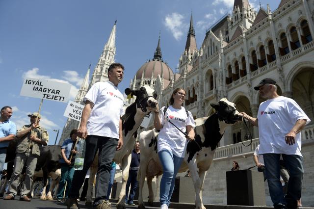 Haos u Budimpešte: Krave krenule ka Orbanu FOTO