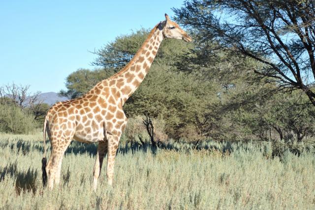 Zašto žirafe imaju tako duge vratove?