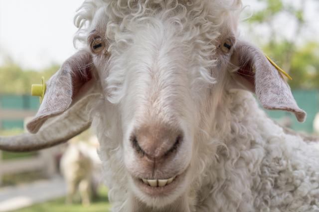 Ovce pojele drogu, seljani strahuju od "divljanja"