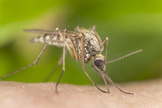 SZO: Nema opasnosti od zika, Igre po planu