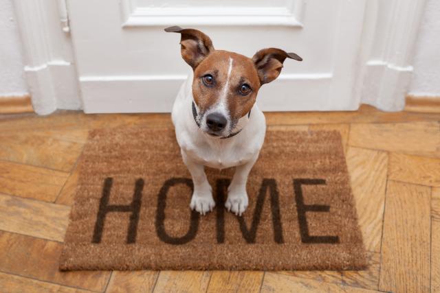 Šta vaš pas radi kada niste kod kuće (VIDEO)