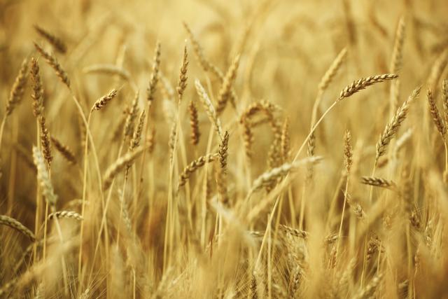 Pšenica do rekorda, voæa 50 odsto manje