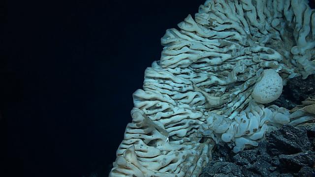 Pronađena ogromna nepoznata životinja u dubinama okeana (FOTO)