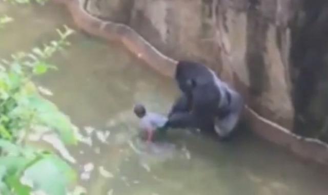 SAD: Dečak upao kod gorila, jedan majmun ubijen /VIDEO