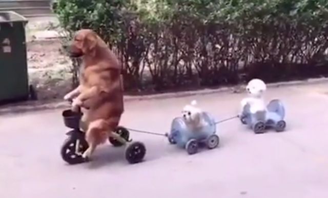 Veliki pas sa triciklom vuče dva mala bišona (VIDEO)