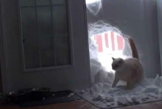 Maca "provaljuje" u svoju kuæu (VIDEO)