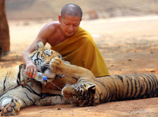 Kontroverzni budistički Hram tigra ostaje bez tigrova FOTO