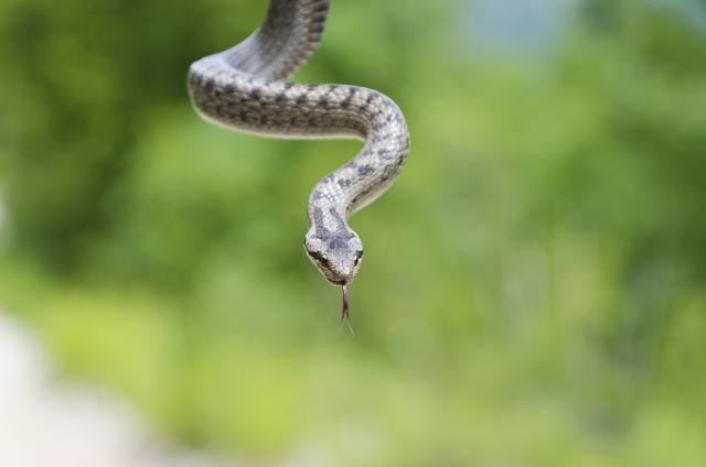 Nišliju ujela zmija na njivi