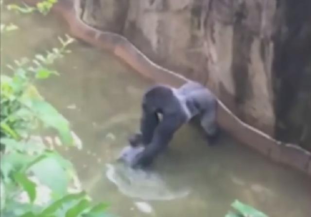 Direktor Zoo-vrta: Gorila morala da umre; Majka: Dešava se