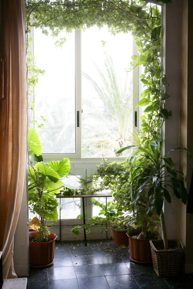 Svež vazduh isceljuje, biljke unose mir: 10 pravila koja teraju nesreću iz doma