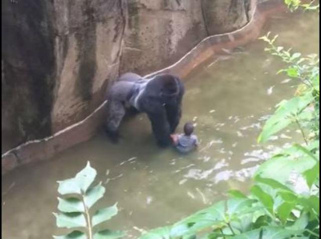 Da li je gorila samo želela da zaštiti deèaka? (VIDEO)