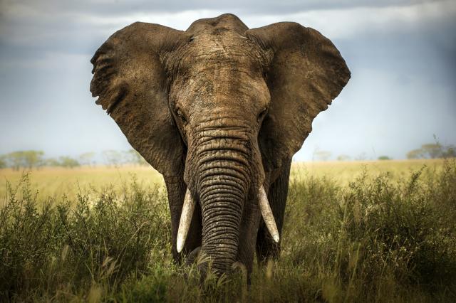 Poslanik izazvao buru: Da, ubio sam i jeo slona, pa šta?