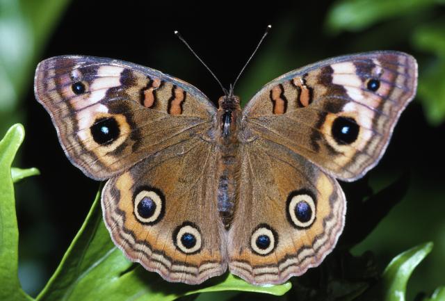 Otkrivena mutacija gena koja leptiru omoguæava savršenu kamuflažu