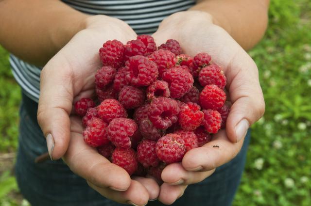 Malinari odluèili: Nema maline ispod 2,30 EUR