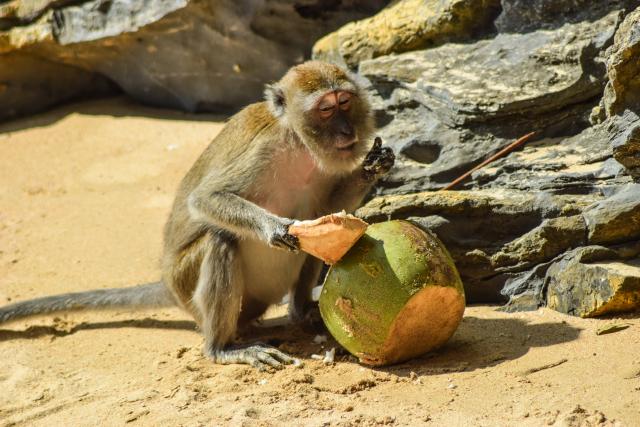 Majmuni evoluiraju: Veæ decenijama žive u kamenom dobu