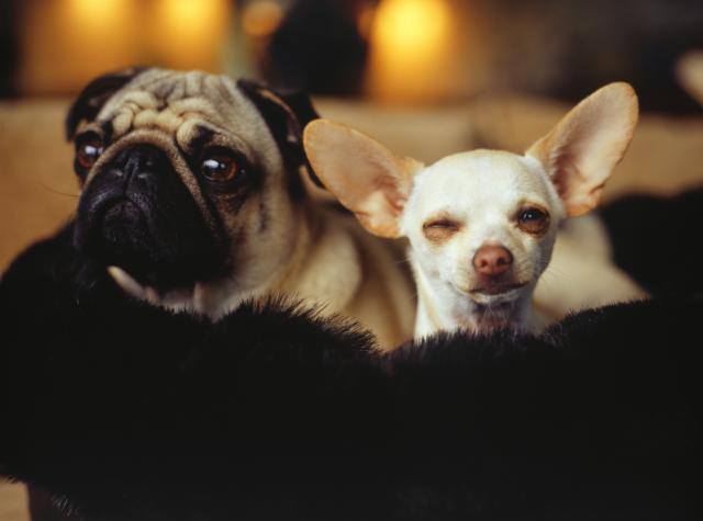 Oni žive najduže: 10 najdugoveènijih rasa pasa