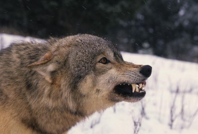 12 mučnih sati: Kako je Kanađanka nadmudrila gladnog vuka