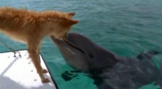 Predivna prièa o prijateljstvu delfina i psa (VIDEO)