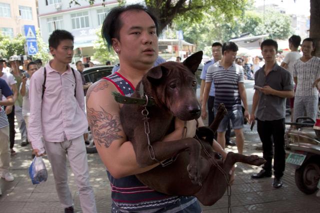 U Kini počeo Festival psećeg mesa (FOTO)