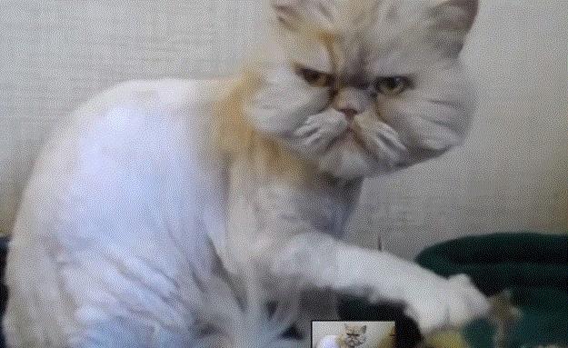 Mrzovoljna mačka dobila ozbiljnu konkurenciju (VIDEO)