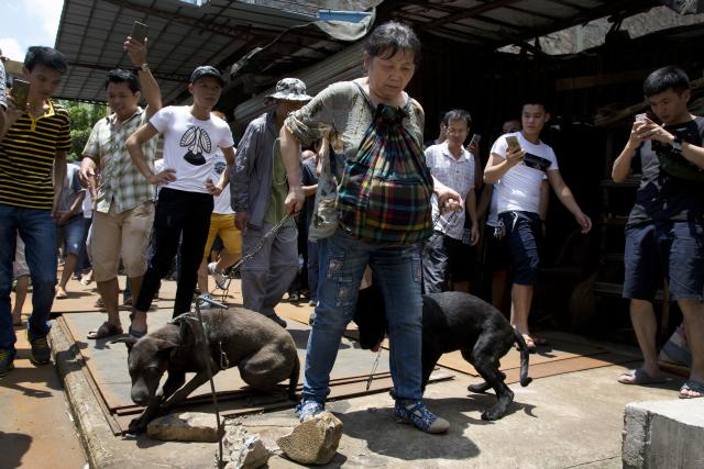 Spasavali prijatelje sa Festivala psećeg mesa (FOTO)