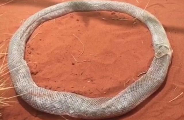 Snimljen trenutak kada je zmija zarobila samu sebe