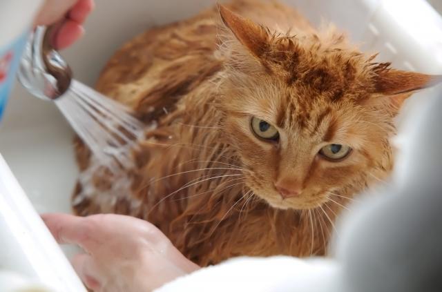 Istine i zablude: Da li je potrebno kupati mačku?