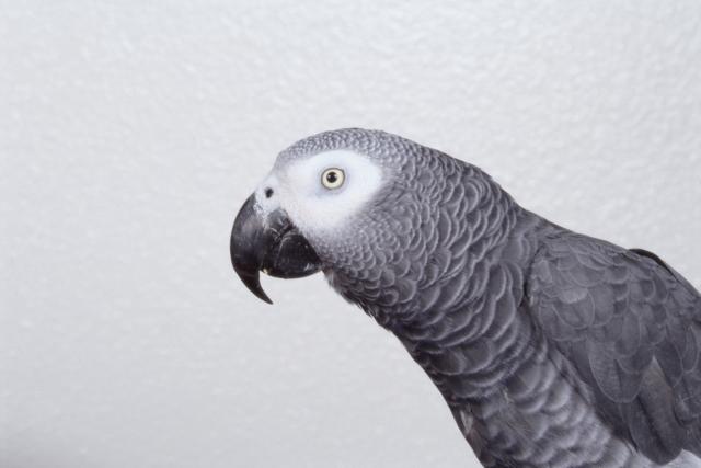 "Prièljivi" papagaj svedok na suðenju za ubistvo