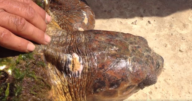 Turisti teško povredili morsku kornjaèu zbog selfija