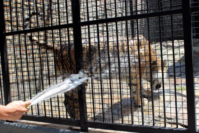 Hlaðenje kaveza i životinja u jagodinskom zoo-vrtu