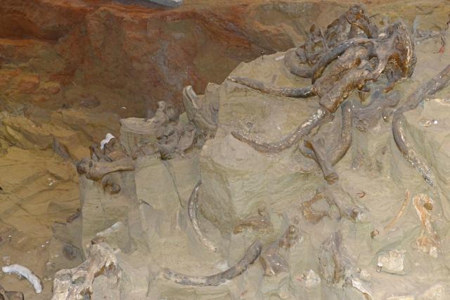 Kopajuæi ulicu radnici otkrili skelet mamuta star 12.000 godina