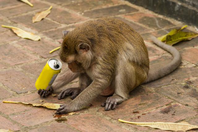 Majmuni umeju da se napiju, pa se onda tuku i ruše stolove