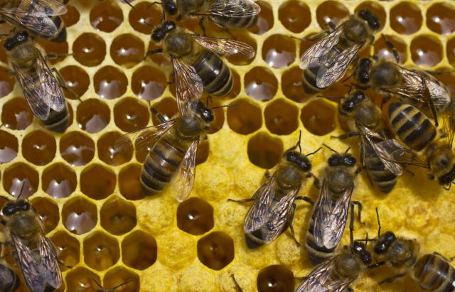 Ozbiljan biznis: Istresu pčele pa bace košnice
