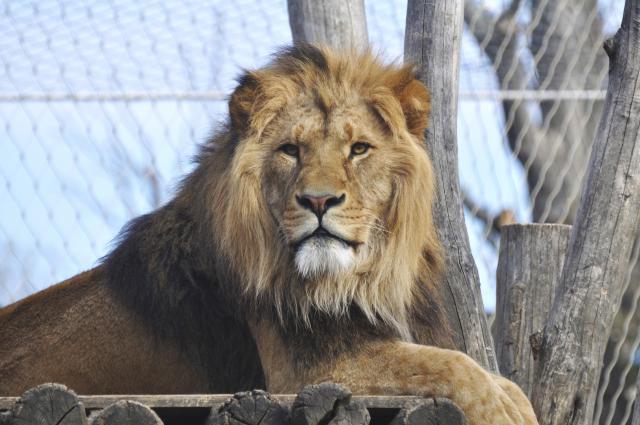 Lav napao i izujedao dvojicu pijanih muškaraca u zoo-vrtu