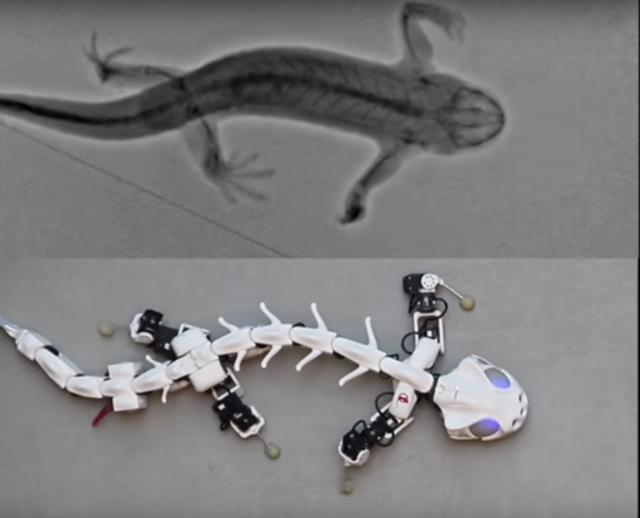 Pleurobot može da hoda i pliva poput pravog salamandera (VIDEO)