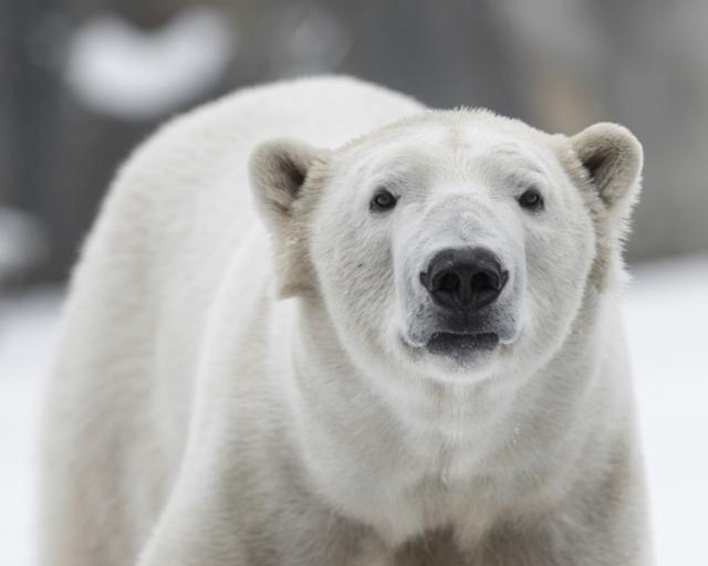 Uginuo "najtužniji polarni medved na svetu"