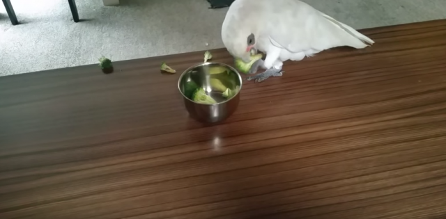 Kakadu Erik uz psovke odbija da jede brokoli (VIDEO)