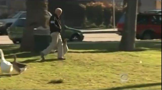 Penzioner i guska svakodnevno šetaju parkom (VIDEO)