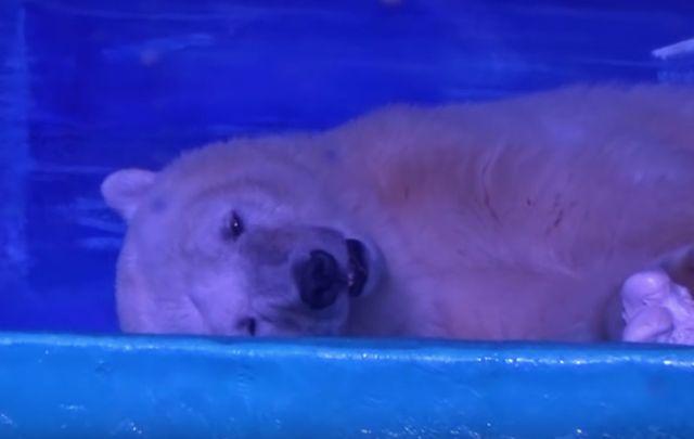 Svet ima novog najtužnijeg polarnog medveda