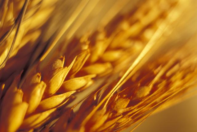 "Našim ratarima cena pšenice uvek problem"