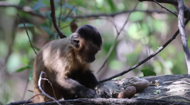 Majmuni su evoluirali do kamenog doba