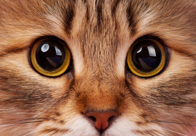 Razumevanje mačjeg jezika: Šta nam govori očima?